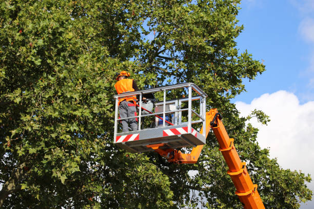 Large Tree Removal in Grove City, FL